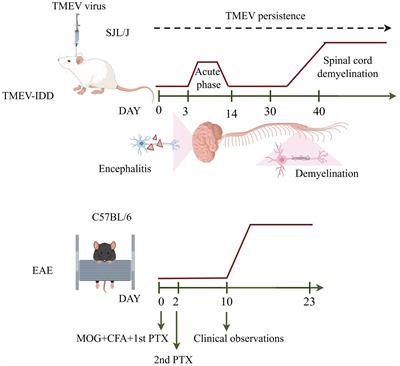 Contribution of microglia/macrophage to the pathogenesis of TMEV infection in the central nervous system